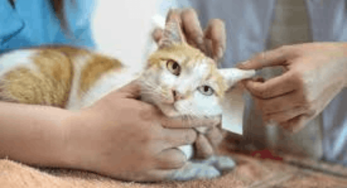 Neurological Disorders in Cats