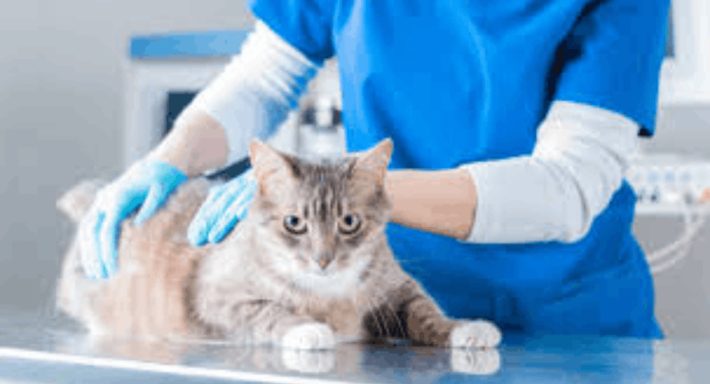 Neurological Disorders in Cats