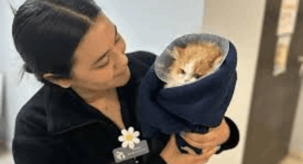 Neurological Disorders in Cats