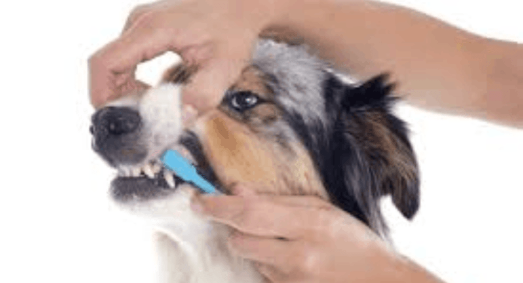 Pet Dental Health