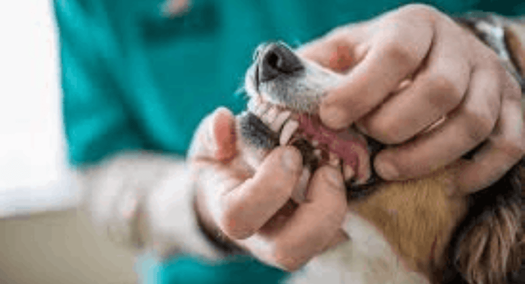 Pet Dental Health