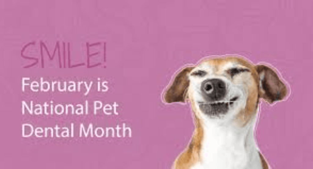 Pet Dental Health
