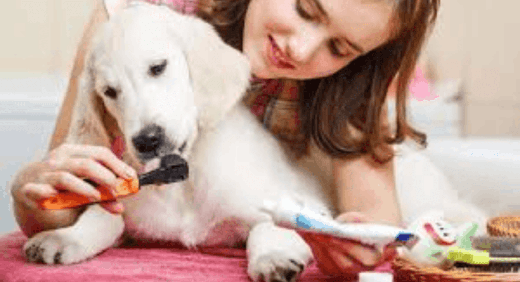 Pet Dental Health