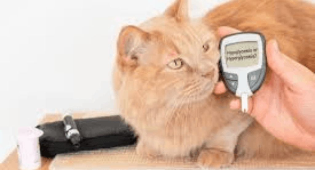 Cats with Diabetes
