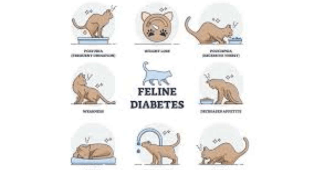 Cats with Diabetes