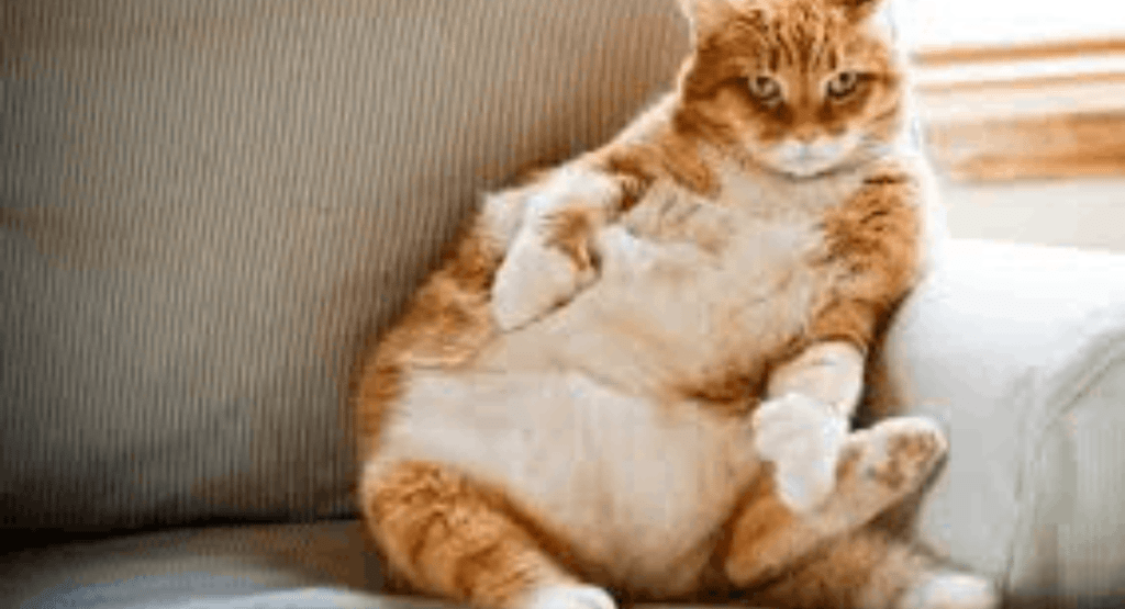 Cats with Diabetes