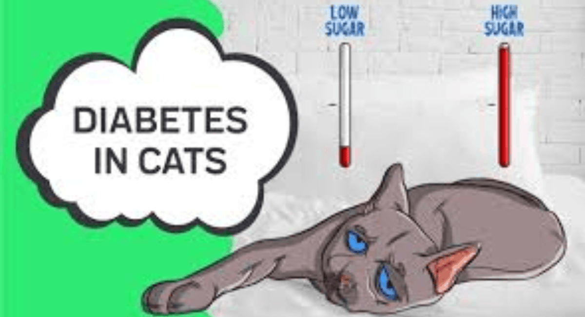 Cats with Diabetes