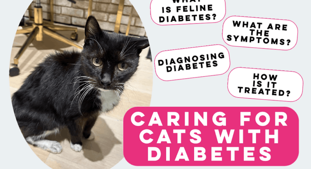 Cats with Diabetes