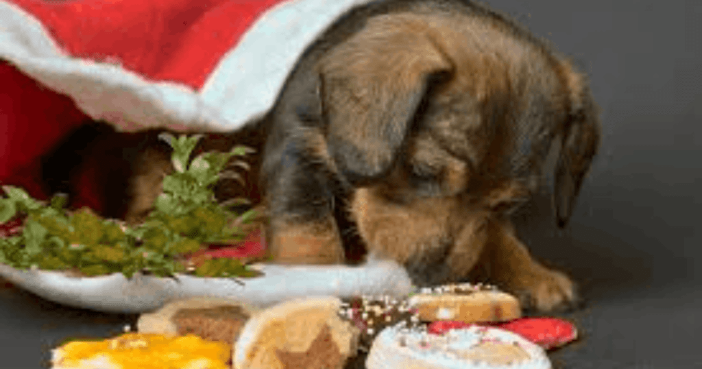 Christmas treats for pets