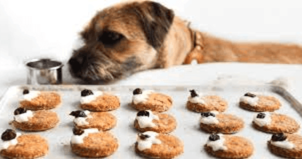 Special treats for dogs and cats