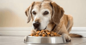 Do Dogs’ Eating Habits Change as They Get Older?