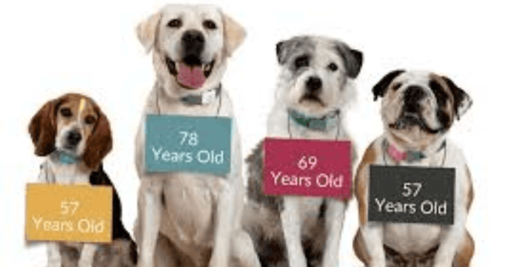 dog appetite changes age