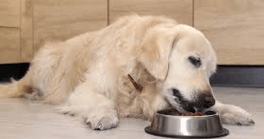 puppy vs adult dog eating habits