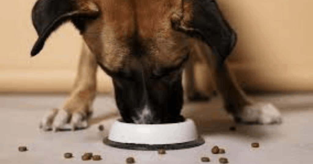 older dogs eating habits