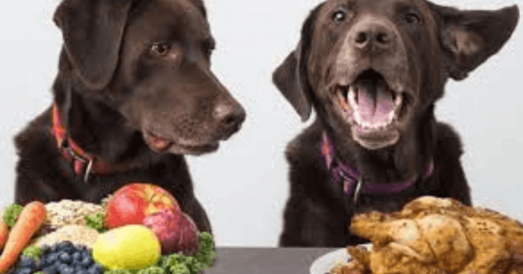 dog eating habits with age