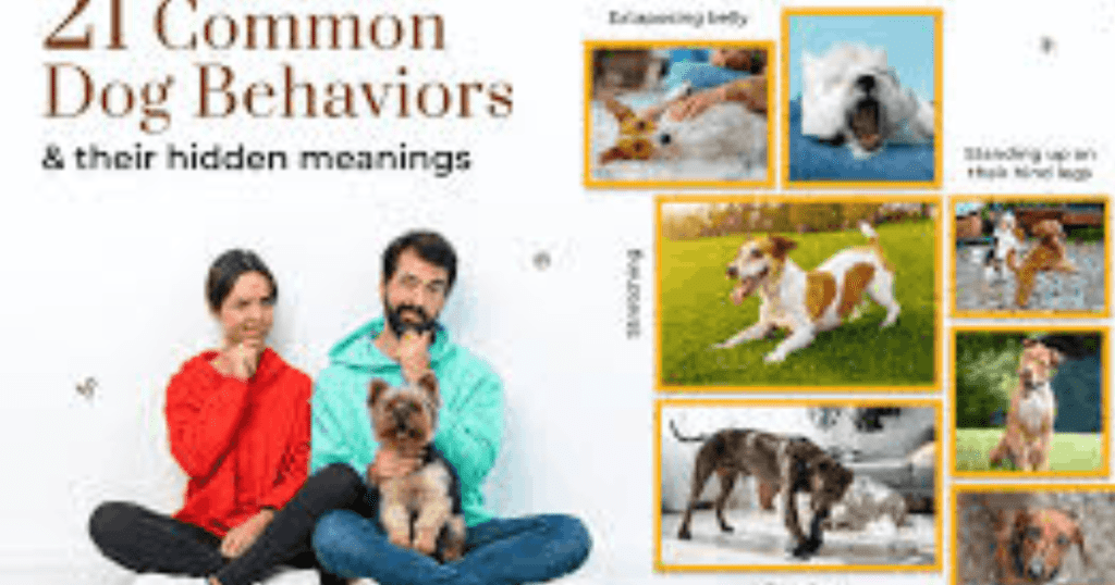 anxiety in dogs