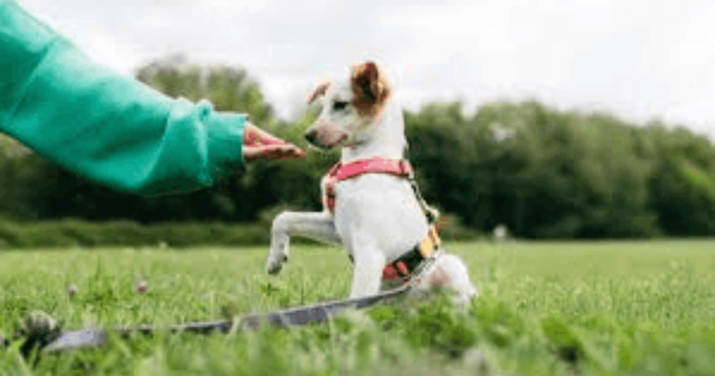unusual dog behavior