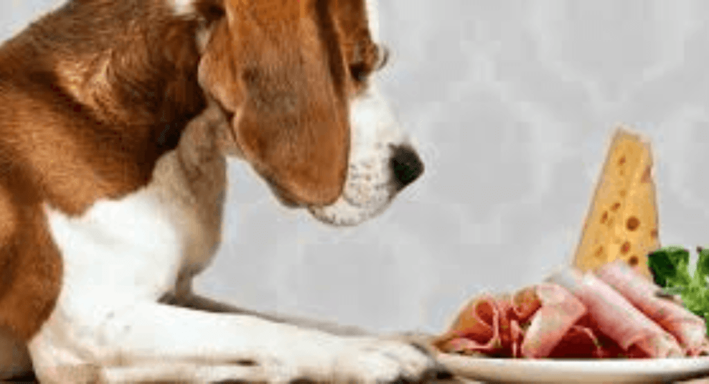 Can Dogs Eat Ham?