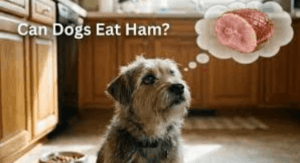 Can Dogs Eat Ham?