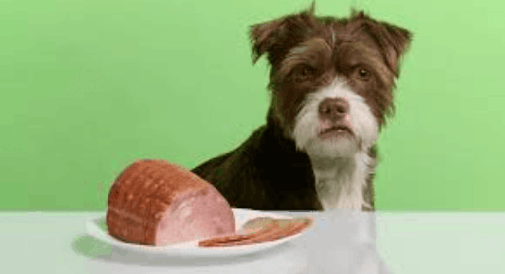 Can Dogs Eat Ham?