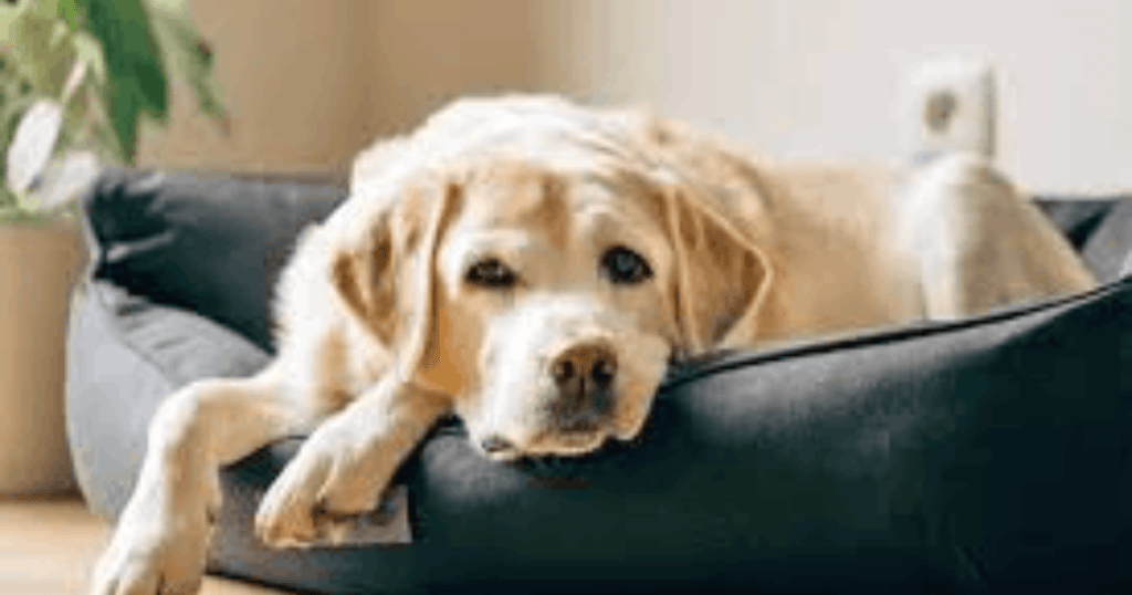 dog circling behavior