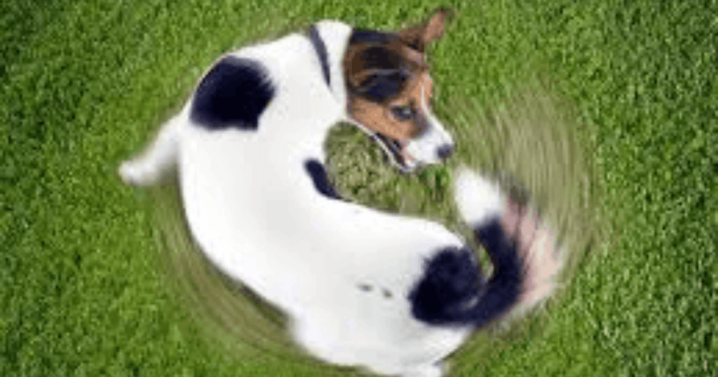 why dogs spin before sleep
