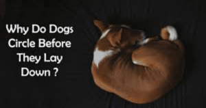 Why Do Dogs Circle Before They Lay Down