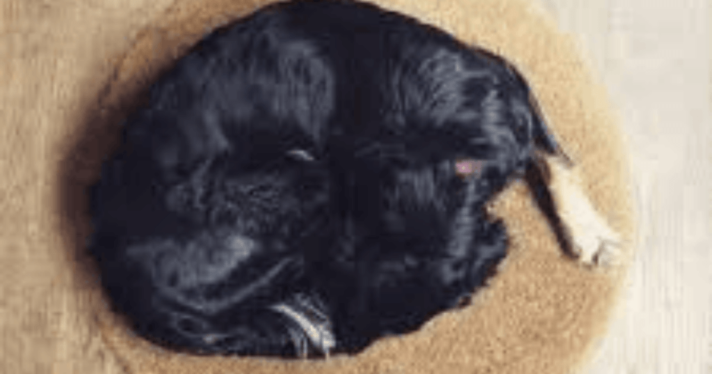 dog nesting instinct