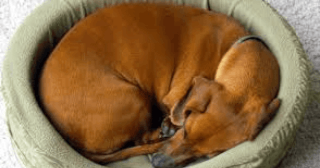 dog ancestral habits