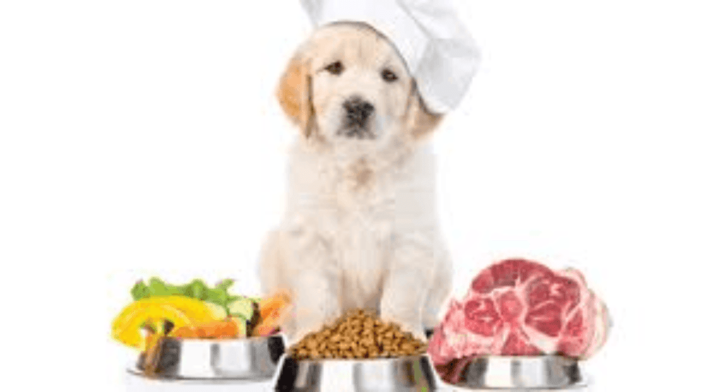 Pet Nutrition and Diet