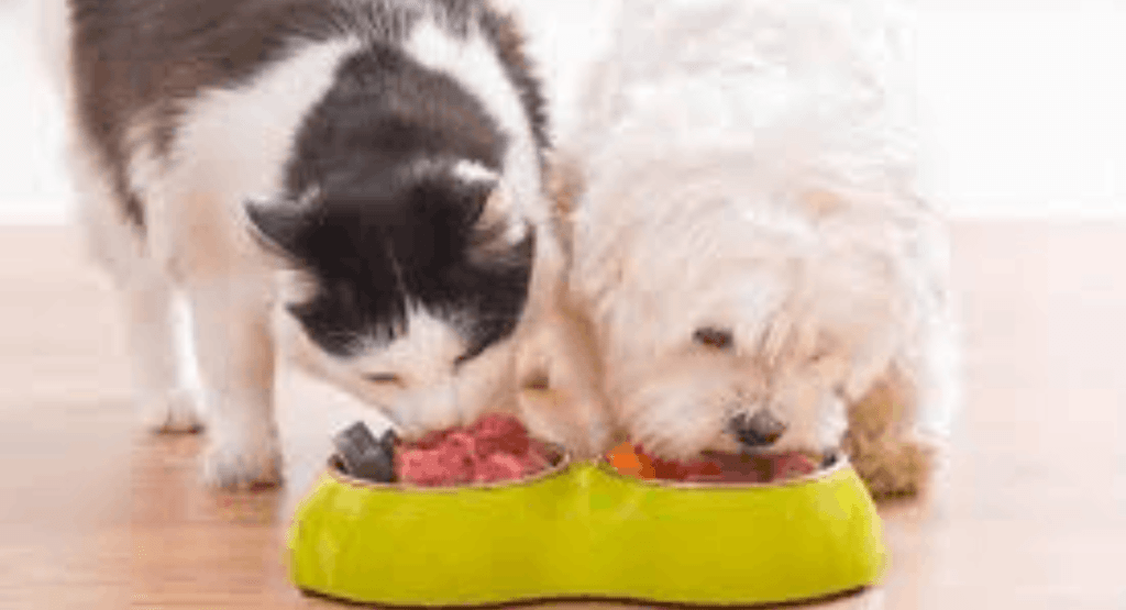 Pet Nutrition and Diet