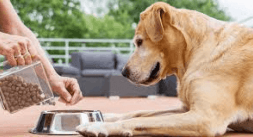 Pet Nutrition and Diet