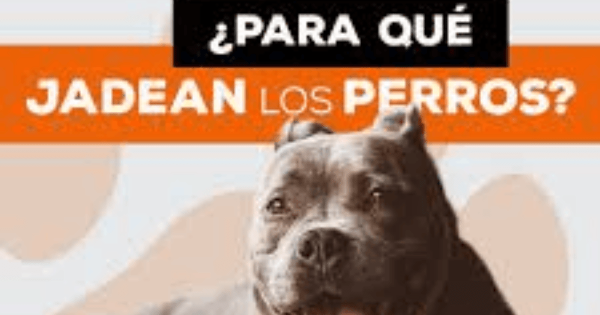 ¿Por qué jadean los perros?