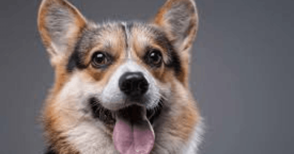 respiración en perros