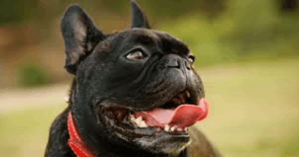jadeo en perros