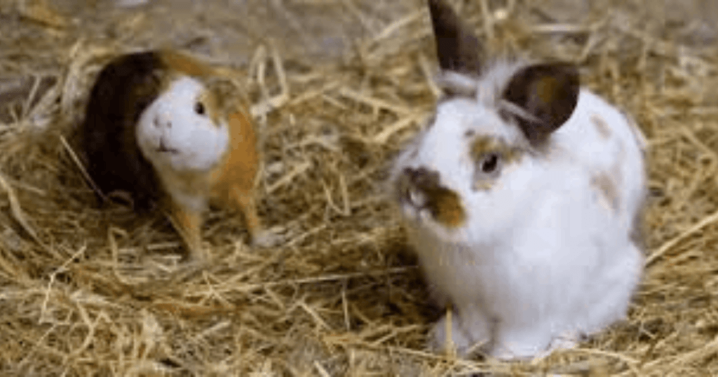 exotic pet health