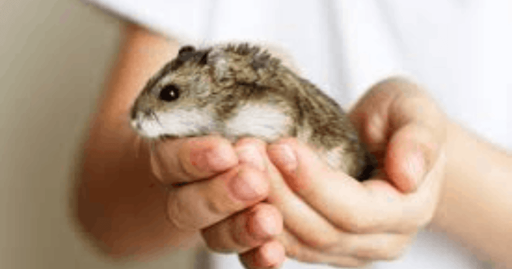 small animal veterinary care