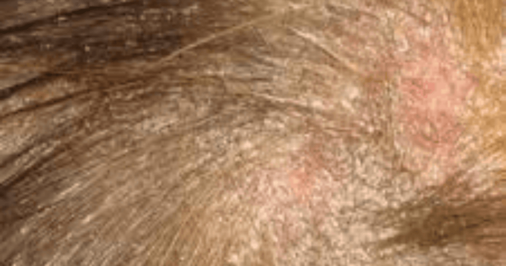 guinea pig mites look like