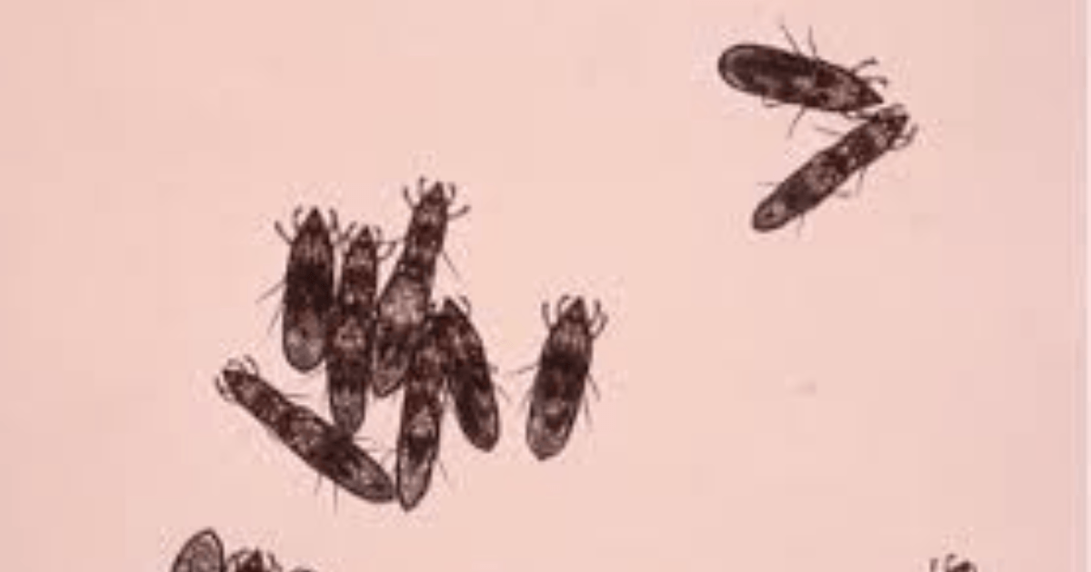 Are Guinea Pig Mites Visible to the Eye?