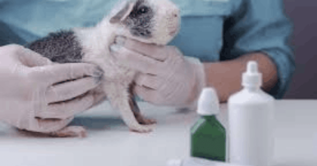 can you see guinea pig mites