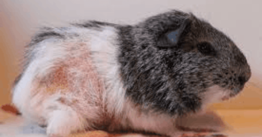 what do guinea pig mites look