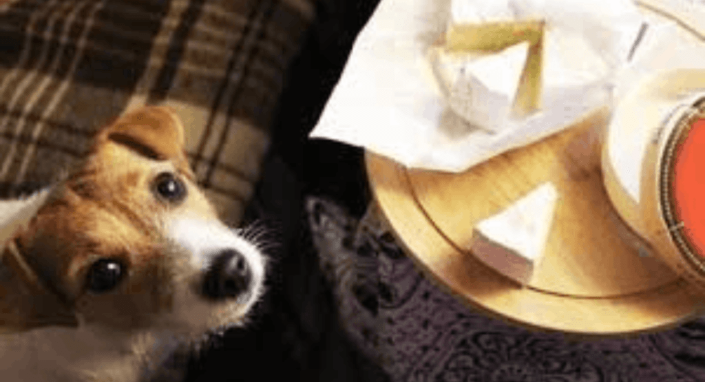 Los perros pueden comer queso?