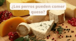 Los perros pueden comer queso?