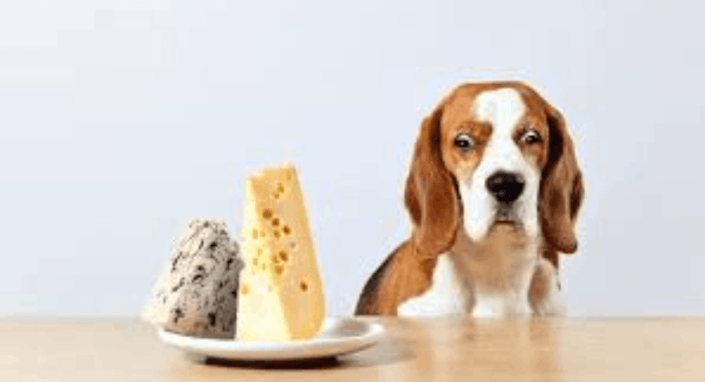 Los perros pueden comer queso?