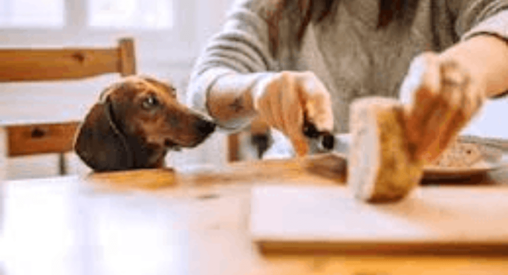 Los perros pueden comer queso?