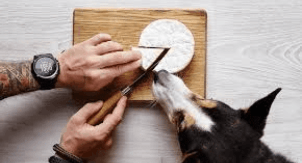 Los perros pueden comer queso?