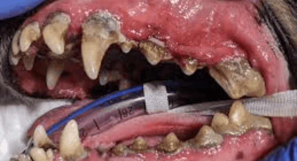 Periodontal Disease in Dogs