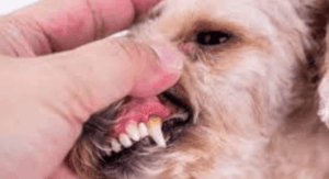 Periodontal Disease in Dogs