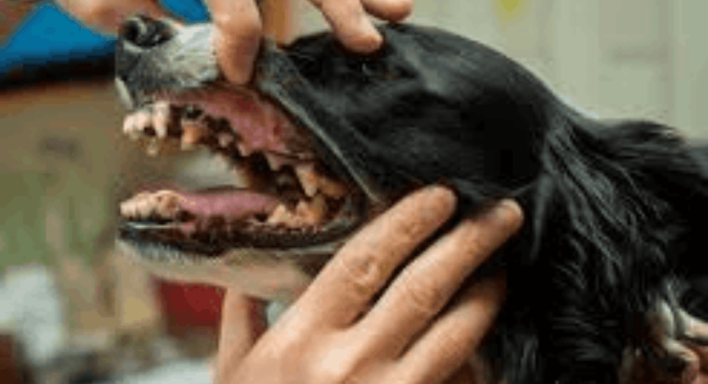 Periodontal Disease in Dogs