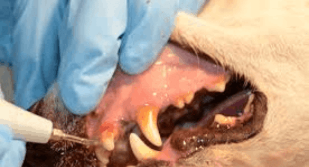 Periodontal Disease in Dogs